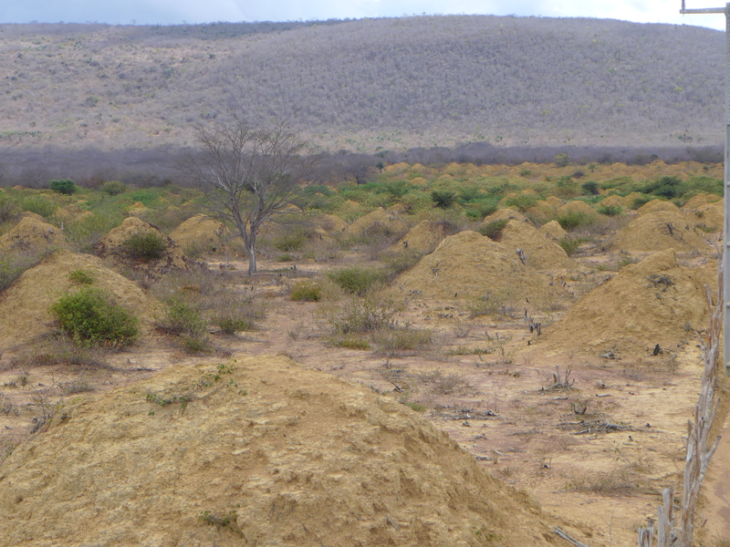 Illustration for article titled These 4,000-Year-Old Termite Mounds Can Be Seen From Space
